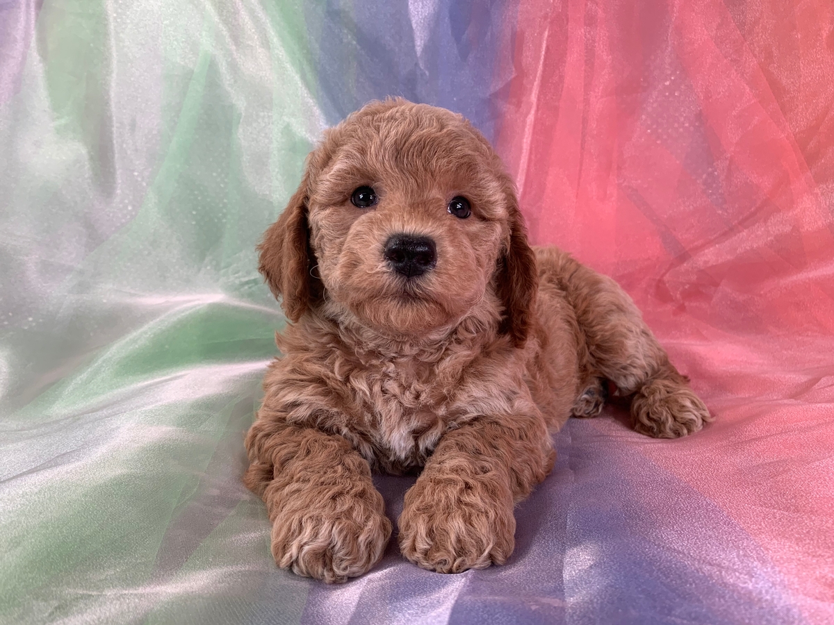Female F1 Bichon Poodle Puppy for Sale in Iowa $1200